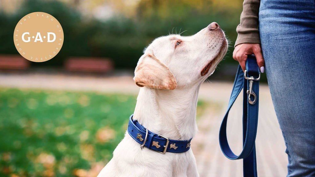 How to Choose the Perfect Collar and Leash for Your Pet